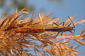 Attēlu rezultāti vaicājumam “Myrmus miriformis”