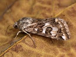 Attēlu rezultāti vaicājumam “Protoschinia scutosa”