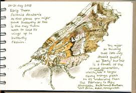 Attēlu rezultāti vaicājumam “Selenia dentaria larva”