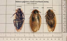 Attēlu rezultāti vaicājumam “Potosia cuprea imago”