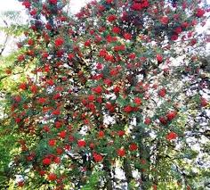 Attēlu rezultāti vaicājumam “Sorbus aucuparia flower”