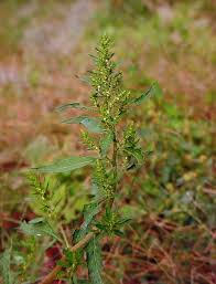 Image result for Chenopodium ambrosioides
