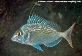 Image result for Stenotomus chrysops