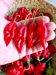 Afbeeldingsresultaat voor chili maya hot pepper hot pepper