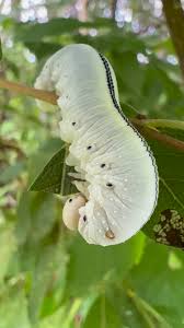 Attēlu rezultāti vaicājumam “Caliroa annulipes larva”