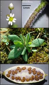 Attēlu rezultāti vaicājumam “Erophila verna fruit”
