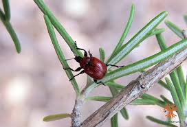 Attēlu rezultāti vaicājumam “Attelabus nitens”