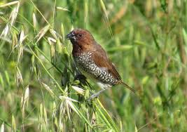 Attēlu rezultāti vaicājumam “Scapania lingulata”