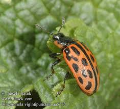 Attēlu rezultāti vaicājumam “Chrysomela vigintipunctata”
