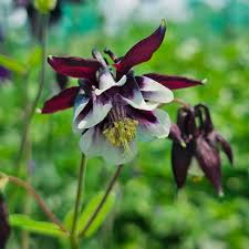 Attēlu rezultāti vaicājumam “Aquilegia vulgaris leaf”