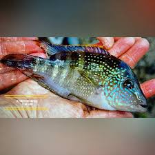 Attēlu rezultāti vaicājumam “Cribraria atrofusca macro”