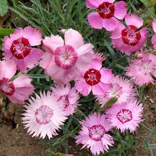 Image result for Dianthus