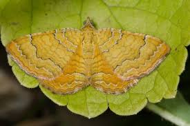 Attēlu rezultāti vaicājumam “Camptogramma bilineata”