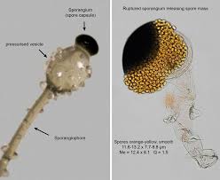Attēlu rezultāti vaicājumam “Pilobolus crystallinus”