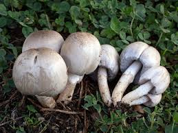 Attēlu rezultāti vaicājumam “Cribraria aurantiaca var. persoonii spores”