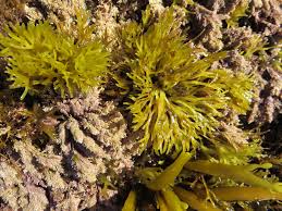 Attēlu rezultāti vaicājumam “Sclerophora farinacea”