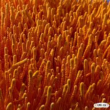 Attēlu rezultāti vaicājumam “Cordyceps stylophora”