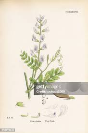 Attēlu rezultāti vaicājumam “Vicia sylvatica leaf”
