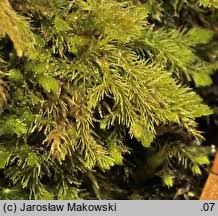 Attēlu rezultāti vaicājumam “Blepharostoma trichophyllum”