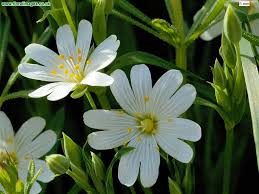 Attēlu rezultāti vaicājumam “Stellaria holostea flower”