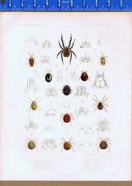 Attēlu rezultāti vaicājumam “Hydrachna”