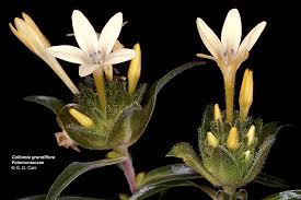 Attēlu rezultāti vaicājumam “Polemoniaceae”