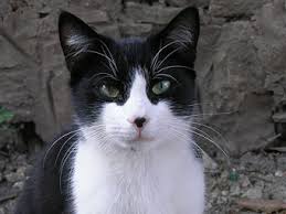 images?q=tbn:ANd9GcQ2wppEDIc3aat5PVdJnxcMVL9MFDNLxgCJ3lIKmJ35trhMn44&t=1&usg=__wCwxKlINHC6GsQnGy5kJQjN3Hts=