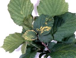 Attēlu rezultāti vaicājumam “Corylus avellana leaf”