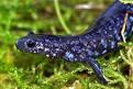 Blue-spotted Salamander