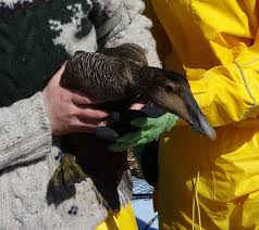 Attēlu rezultāti vaicājumam “Somateria mollissima juvenile”