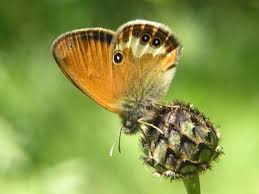 Attēlu rezultāti vaicājumam “Coenonympha arcania underside”