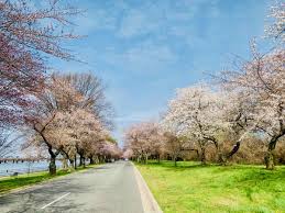 Image result for "cherry blossom" washington