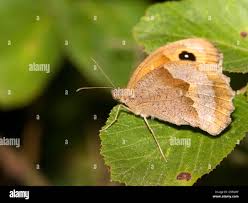 Attēlu rezultāti vaicājumam “Maniola jurtina female”