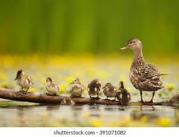 Attēlu rezultāti vaicājumam “Anas strepera female”