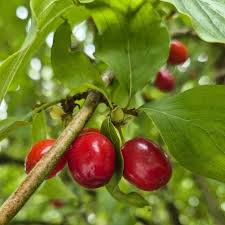 Attēlu rezultāti vaicājumam “Cornus mas fruit”