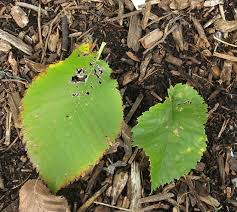 Attēlu rezultāti vaicājumam “Ulmus x hollandica leaf”