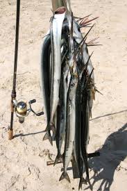 Attēlu rezultāti vaicājumam “Belone belone”