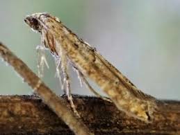 Attēlu rezultāti vaicājumam “Epermeniidae”