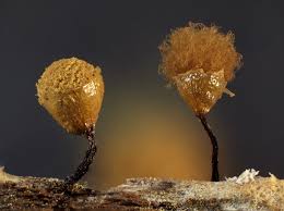 Attēlu rezultāti vaicājumam “Hemitrichia calyculata young”