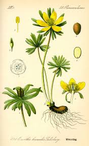 Attēlu rezultāti vaicājumam “Eranthis hyemalis flower”