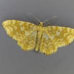 Attēlu rezultāti vaicājumam “Hydrelia flammeolaria”