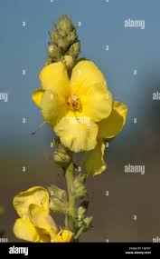 Attēlu rezultāti vaicājumam “Verbascum densiflorum flower”