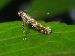 Attēlu rezultāti vaicājumam “Gracillaria syringella imago”