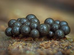 Attēlu rezultāti vaicājumam “Cribraria macrocarpa”