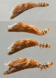 Attēlu rezultāti vaicājumam “Coleophoridae”