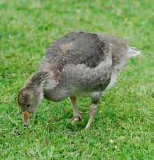 Attēlu rezultāti vaicājumam “Anser anser juvenile”