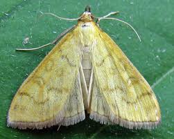 Attēlu rezultāti vaicājumam “Mecyna flavalis”