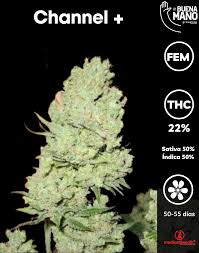 Resultado de imagen para la marihuana channel