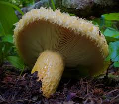 Attēlu rezultāti vaicājumam “Lactarius repraesentaneus”