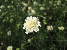 Image result for Scabiosa ochroleuca